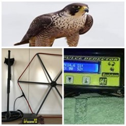 SUPER X1 PULSE DEDEKTOR